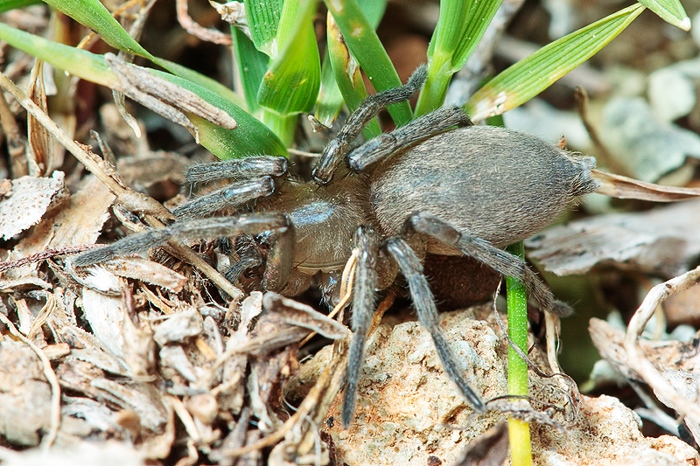 Drassodes sp.